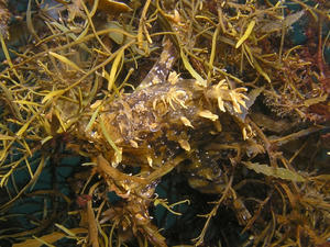 P7170012-hanaokoze.JPG