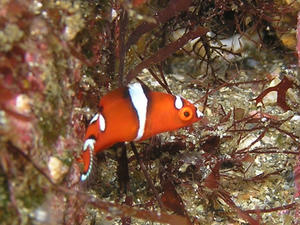 P7190010-tuyubera.JPG