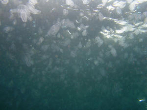 P7190017-kabuto.JPG