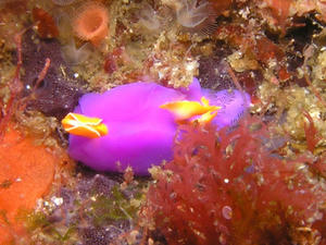 P7250009-murasaki.JPG