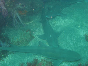 P7270019-dochi.JPG