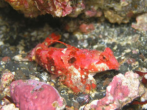 P7270051-akaobi.JPG