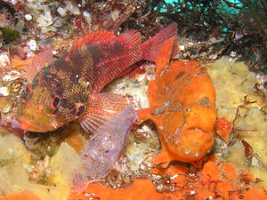 P7270057-beni.JPG