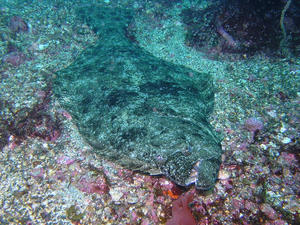P7280005-hirame.JPG