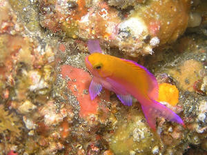 P7290006-futairo.JPG