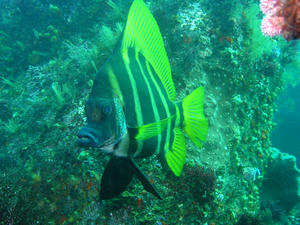 P7290018-tengu.JPG