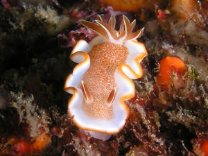 P7290025-kyarameru.JPG