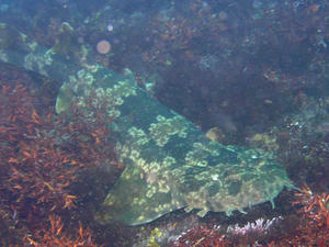 P7300010-oose.JPG