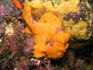 P7310005-irokaeru.JPG