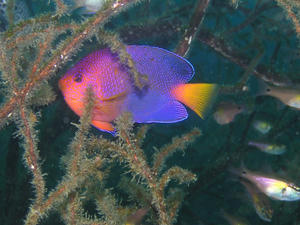 P8020029-renten.JPG