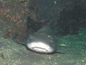 P8010015-dochi.JPG