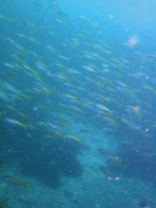 P8010012-takabe.JPG