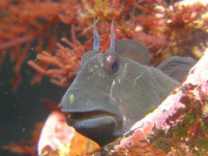 P8070015-kaeru.JPG