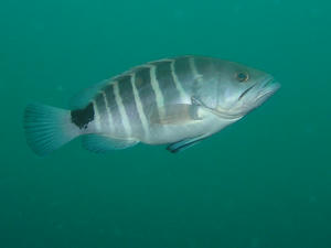P8090018-mahata.JPG