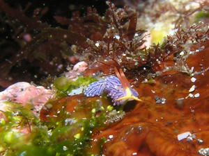 P8120007-murasakimino.JPG