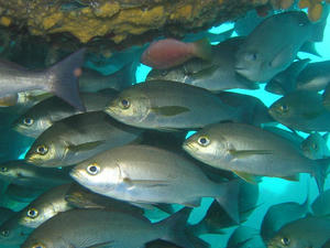 P8130009-isaki.JPG