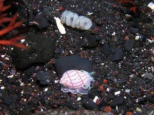 P8130012-benisibori.JPG