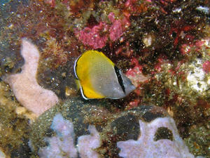 P8150017-kokutenkatagi.JPG