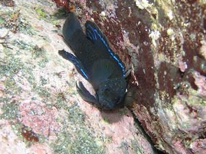 P8150029-tanabata.JPG