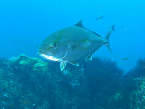 P8160028-kanpachi.JPG