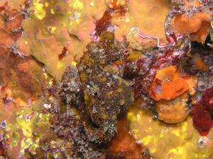 P8160062-hanatasu.JPG