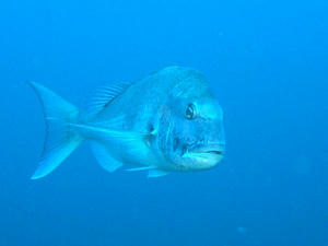 P8200003-madai.JPG