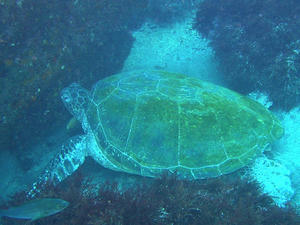 P8210008-kame.JPG