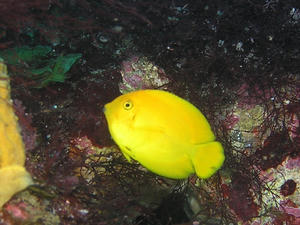 P8220014-kuchiguroniza.JPG