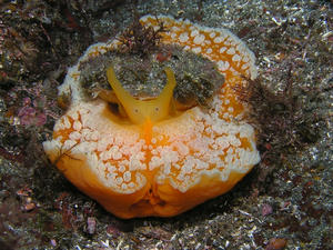 P8230009-hitoe.JPG
