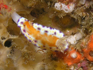 P8240010-akanekomon.JPG