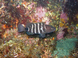 P8290015-mahata.JPG