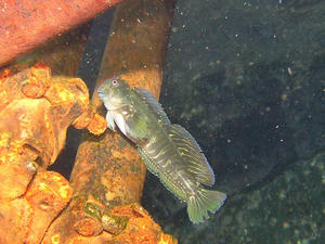 P8290019-kaeruuo.JPG