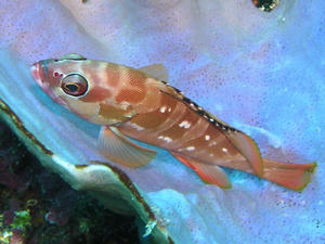 P8290006-akahata.JPG
