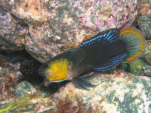 P9010039-tanabatauo.JPG