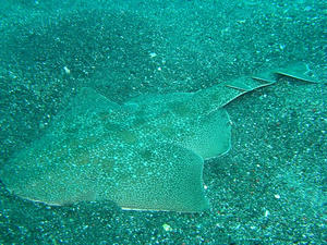 P9030001-kasuzame.JPG
