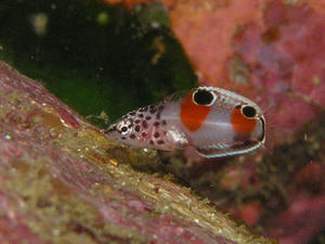 P9040033-kanmuribera.JPG