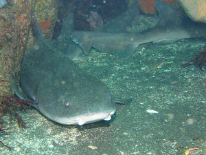 P9090017-dochi.JPG