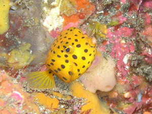 P9100024-minamihako.JPG