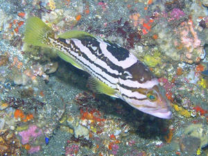 P9130006-iyagohata.JPG