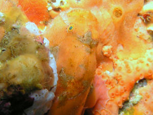 P9170005-beni.JPG