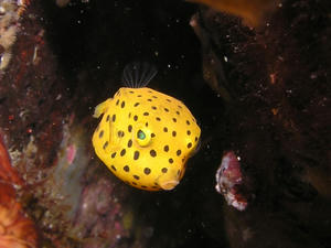 P9180006-minamihakofugu.JPG