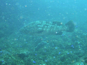 P9180011-kue.JPG