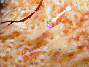 P9210011-umiusikakureebi.JPG