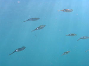 P9210004-aoriika.JPG