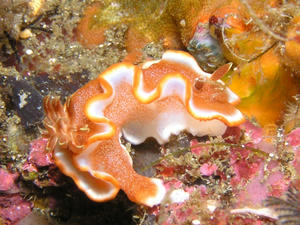 P9220005-miamira.JPG