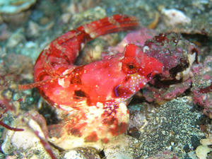 P9200010-akaobi.JPG