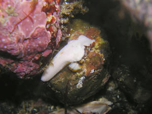 P92200121-kouwan.JPG