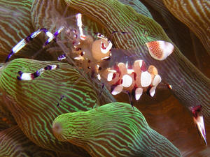 P9200009-akahosi.JPG