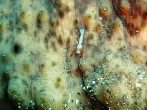 P9250159-umiusikakureebi.JPG