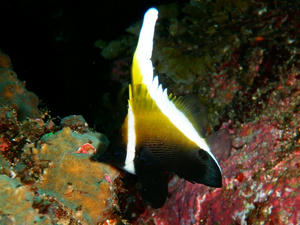 PA050023-tunohatatatedai.JPG